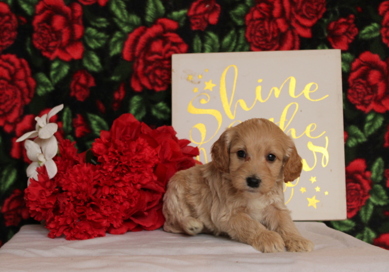 puppy, for, sale, Mini Goldendoodle F2, Matthew B. Stoltzfus, dog, breeder, Gap, PA, dog-breeder, puppy-for-sale, forsale, nearby, find, puppyfind, locator, puppylocator, aca